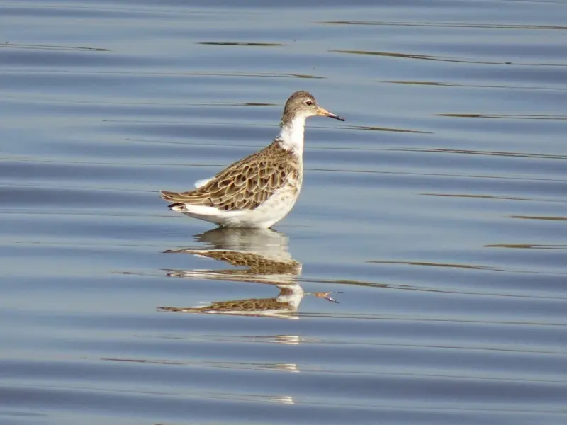 情感咨询：想要结婚但是问题很多，如何跟男友家人相处