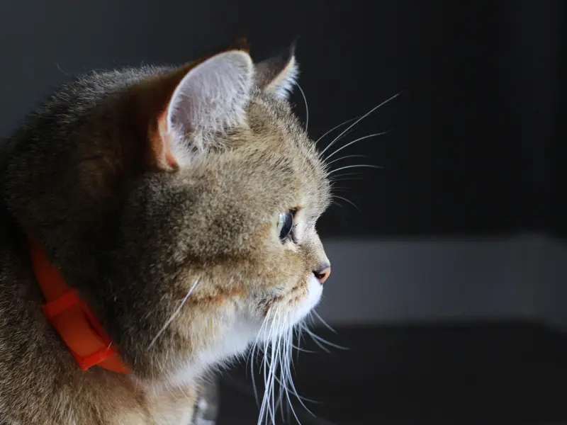 情感咨询：他是为了工作吸引我，还是真的喜欢我？