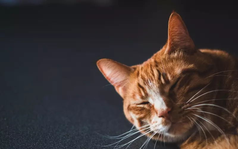 情感咨询：注重雄性竞争的男人适合结婚吗？