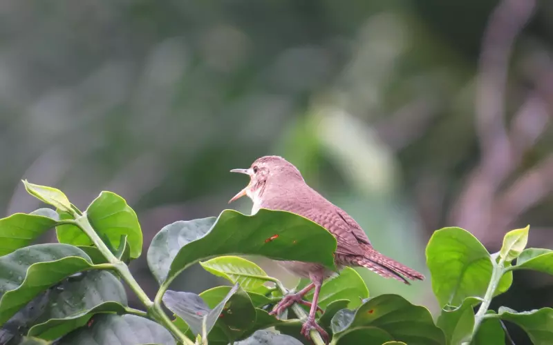 情感咨询：爱情有时也需要秘密