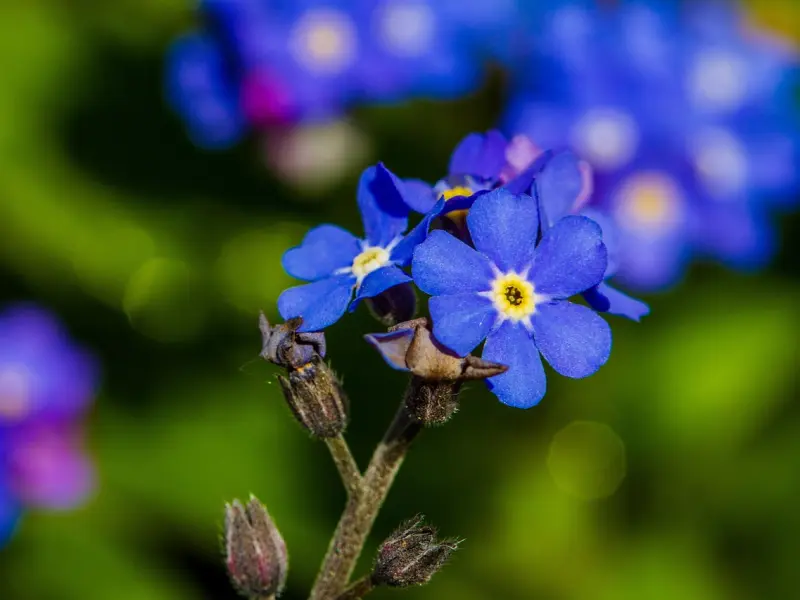 情感咨询：男友忘不了前任，我该如何挽回男友的心呢？