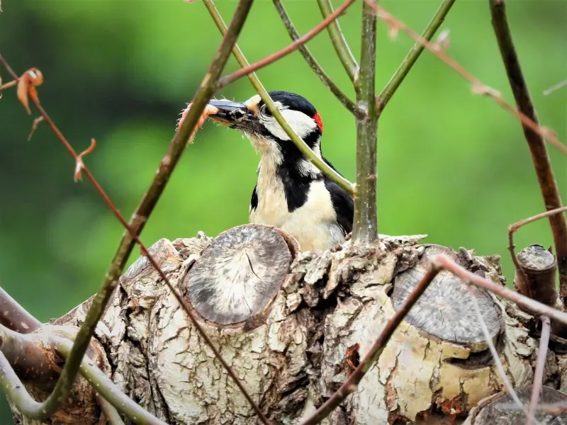 情感咨询：男友发现了我与前任纠缠的事 该如何挽回