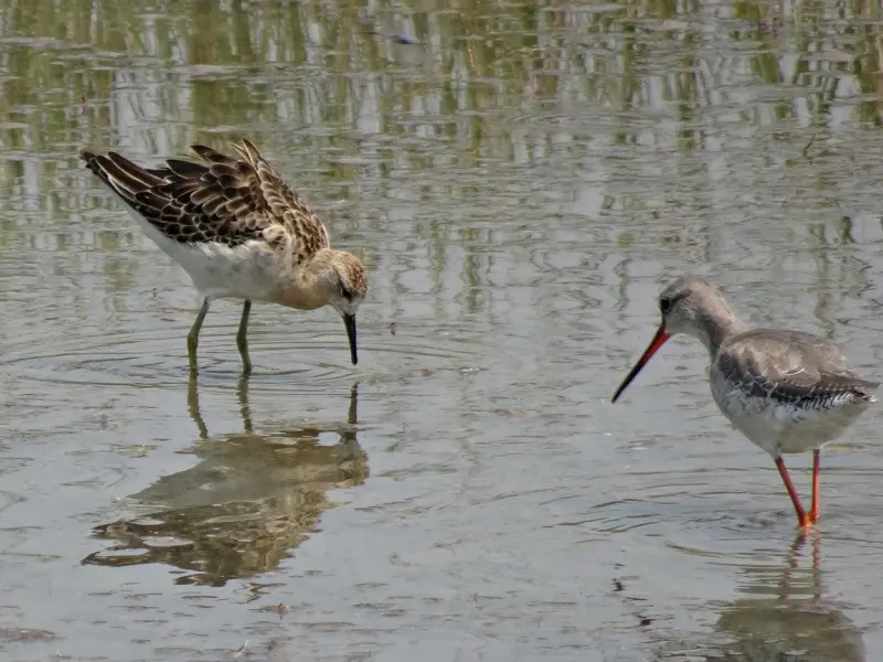 情感咨询：婚后出轨被老公发现，我该如何挽回婚姻