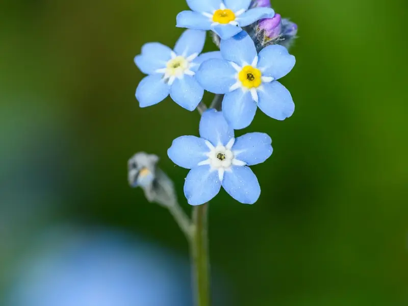 情感咨询：老公忘不了前女友，我该如何挽救婚姻？