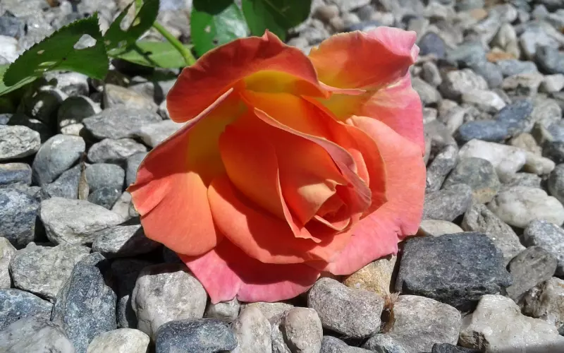 情感咨询：老公变心拒绝碰我