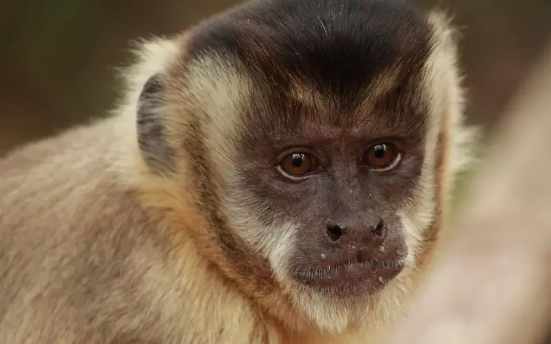 情感咨询：老公长时间外遇，该不该和他离婚啊