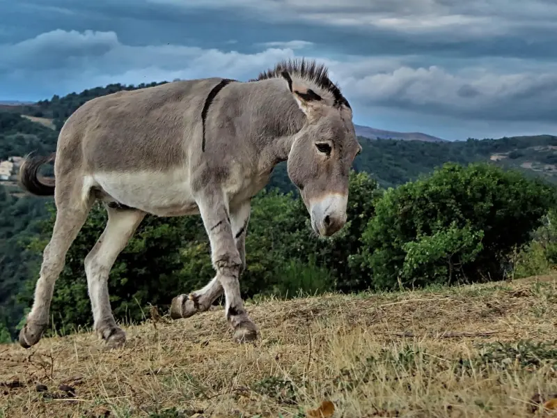 情感咨询：异地恋男友态度坚定说分手，我该如何挽回