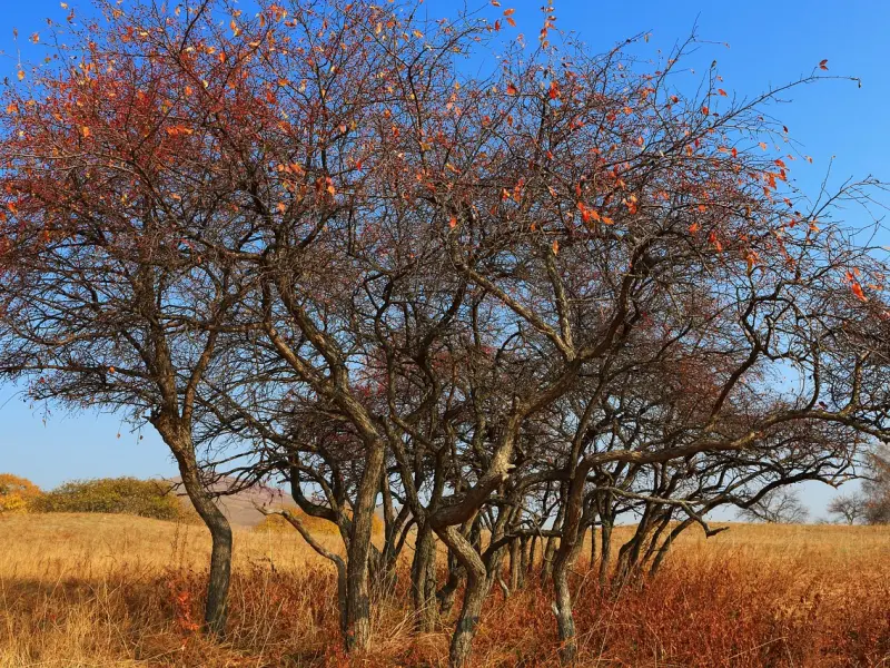 情感咨询：前男友还爱你的表现