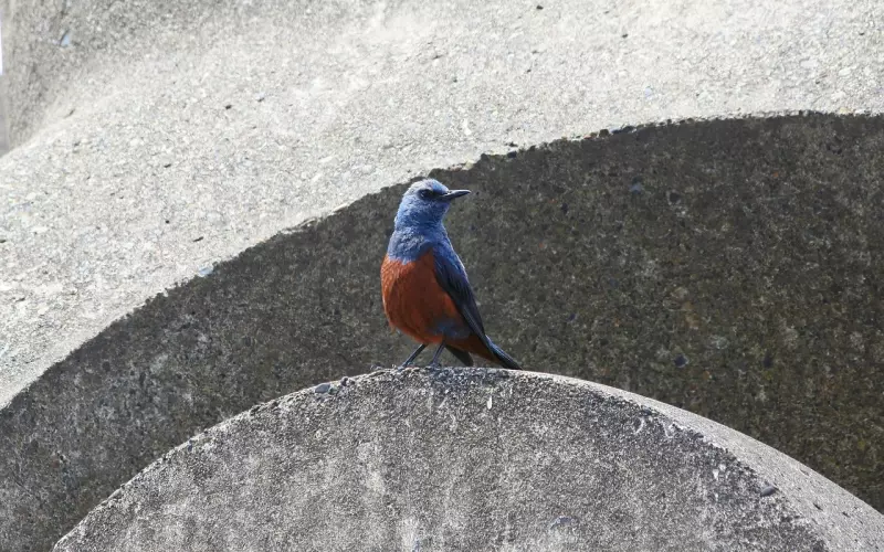 情感咨询：挽回爱情之复合必杀技：断联方法