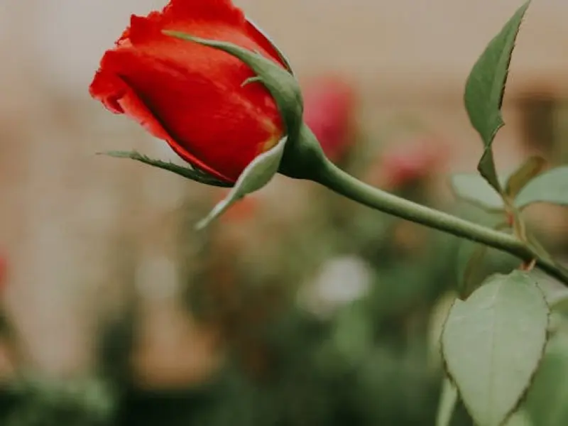 情感咨询：分手挽回的三句话，挽回死心的前男友