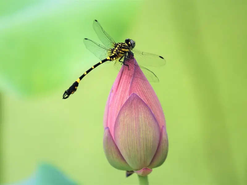 情感咨询：婚姻中的三大危机
