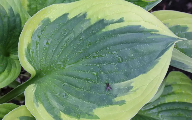 情感咨询：追回前男友的两种套路