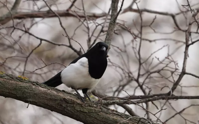 情感咨询：男友每次约会总是带着他妈妈怎么办