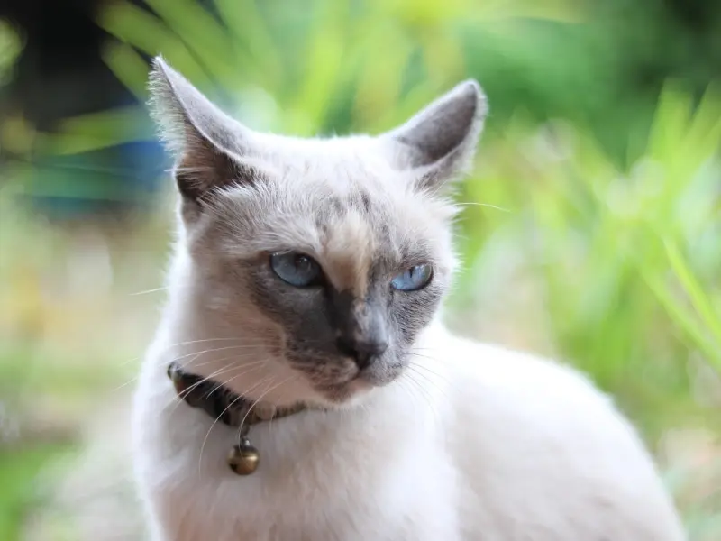 情感咨询：情绪不好吵架闹分手，挽回不成功该怎么办