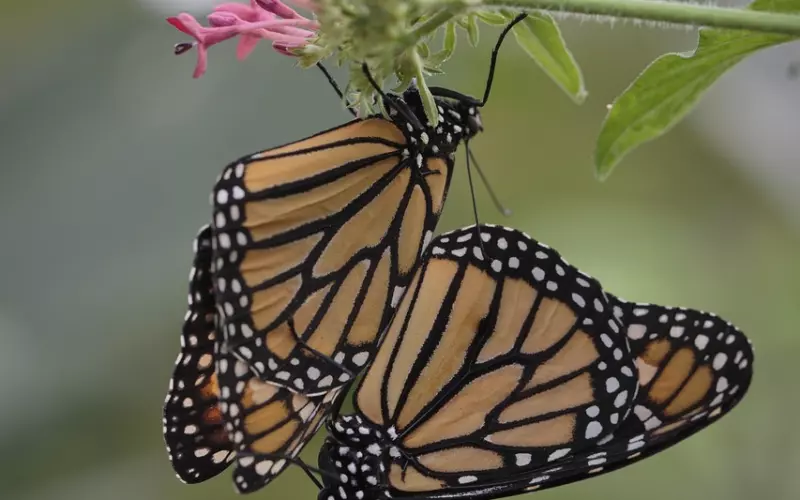 情感咨询：夫妻复合后再闹矛盾怎么办