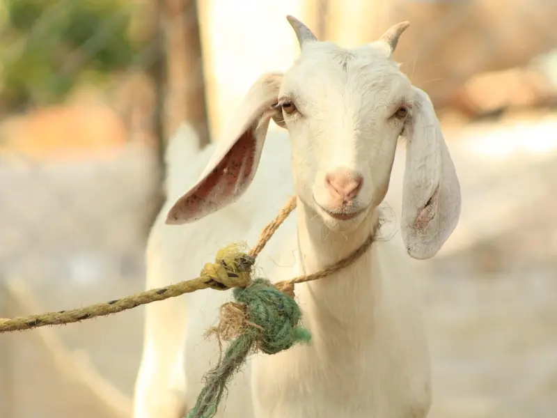 情感咨询：总是怀疑老公出轨怎么办，调整好心态挽回婚姻