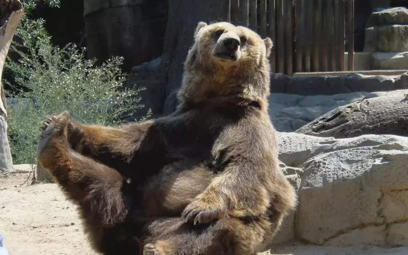 情感咨询：夫妻假离婚要承担什么后果？