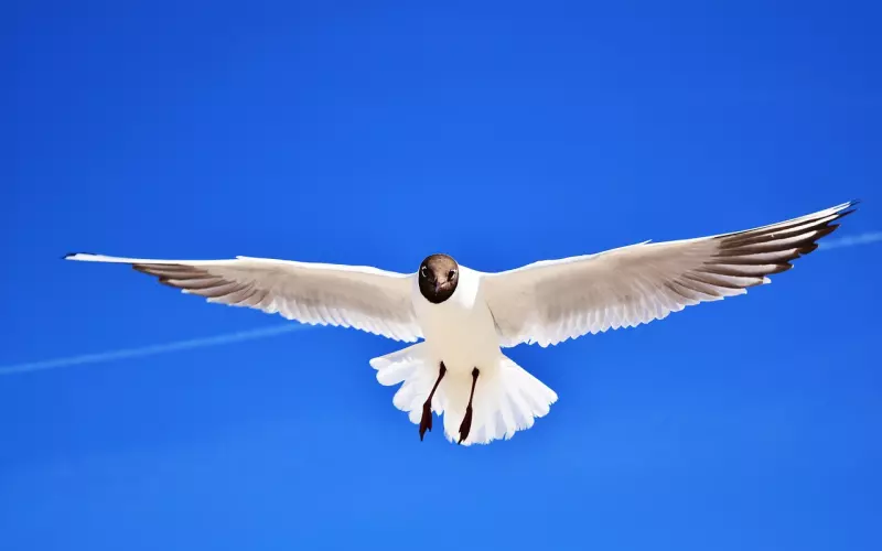 情感咨询：为什么大多数的挽回方法都是无效的