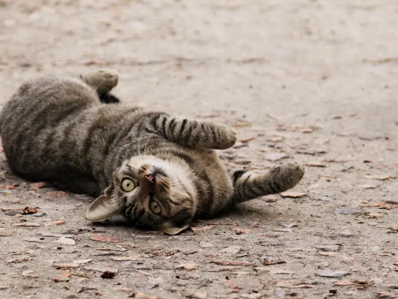 情感咨询：为什么说会撒娇的女人命好？