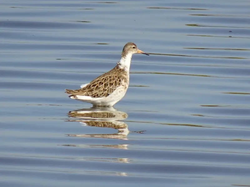 情感咨询：男朋友说分手是什么原因?