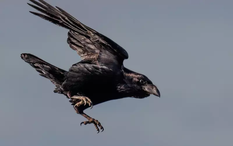 情感咨询：情侣分手后为什么会拉黑对方？