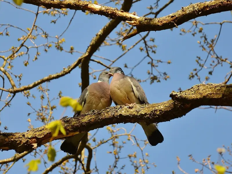 情感咨询师：相爱的两个人并不是要时时刻刻在一起