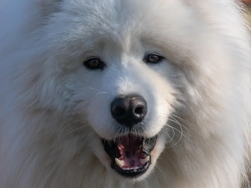 情感咨询师：这一辈子只允许自己傻一次，去挽回在乎的他