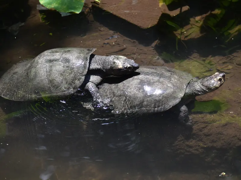 情感导师在线咨询：被拉黑后千万别做这件事