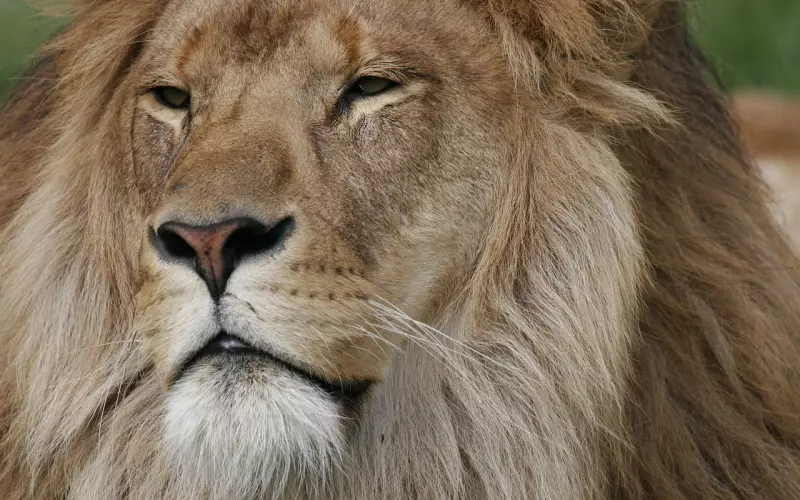 情感导师教你：挽回狮子座老公，挽回自尊极强的狮子男