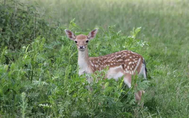 情感导师支招讨好家长，让你恋爱满分。