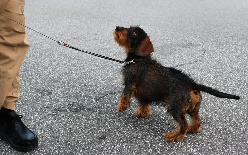 【专家专栏】听话换来的四面楚歌