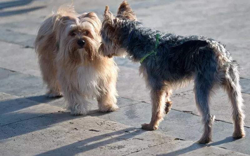 面对不同声音的心态