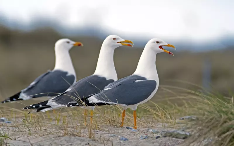 挽回男友不成功？你需要三个聊天技巧！