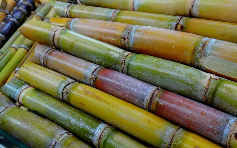 恋爱不如买奢侈品