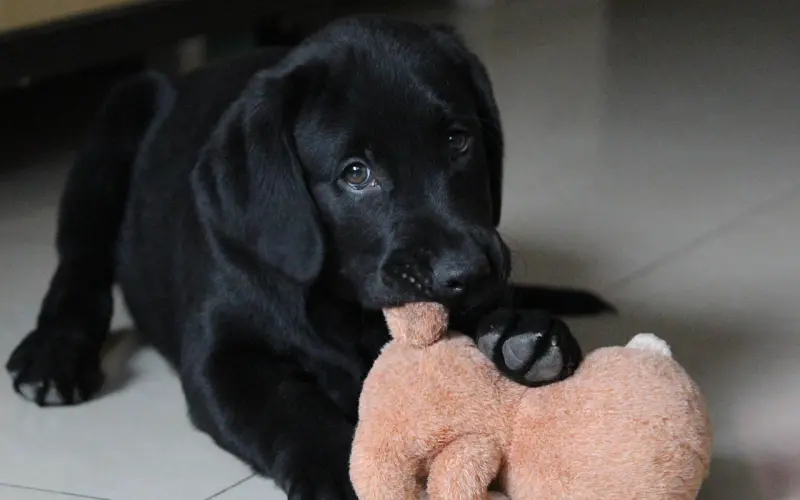 【粉丝福利】卖萌就送，电动修眉刀！