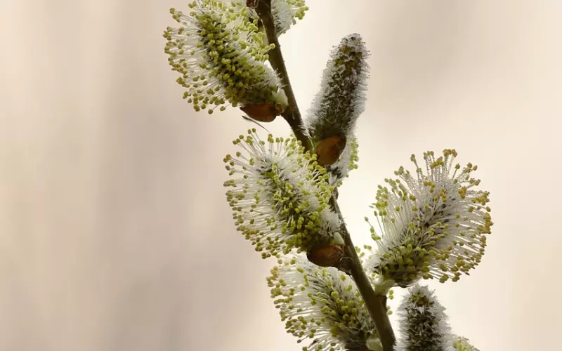 王菲实力演绎：没有真实的爱的一生是不值得过的！