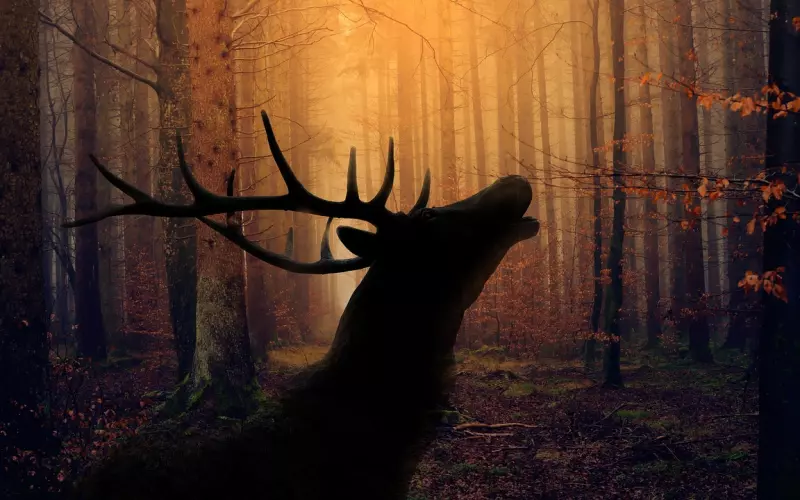 “五眼四耳”Si Hu Ha Da洗胡哈打