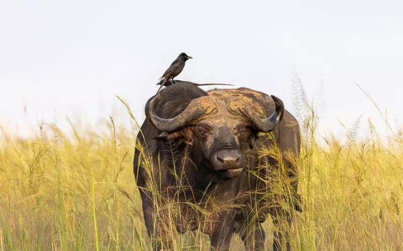 女人择偶的五大规则