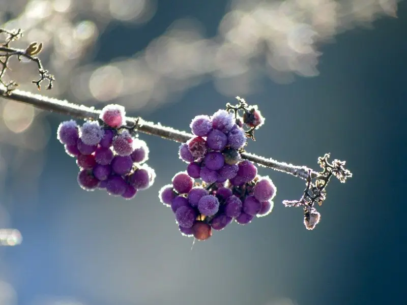 五种男生成功挖墙脚的策略：让你成功抱得美人归