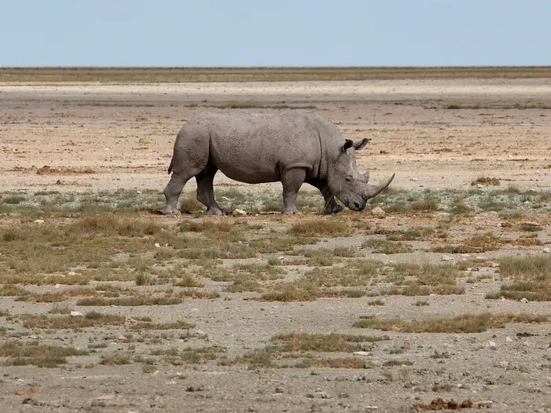 让女人嫁得幸福的五大秘笈