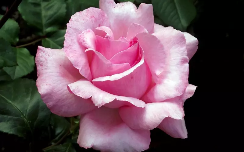 花镇情感：如何改变妈宝男的本性