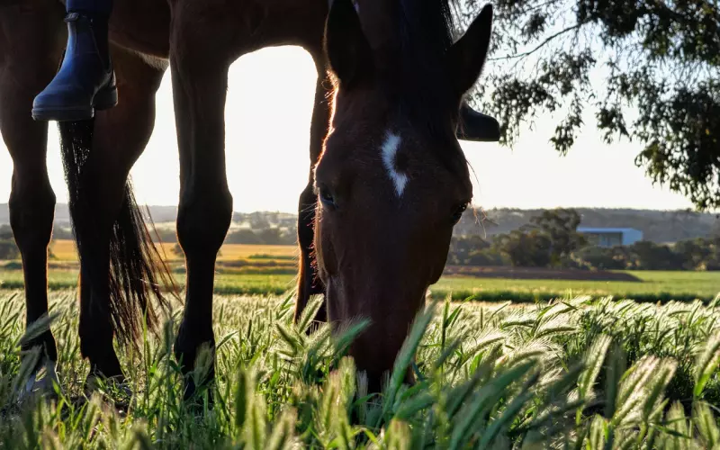 花镇情感：好马到底要不要吃回头草