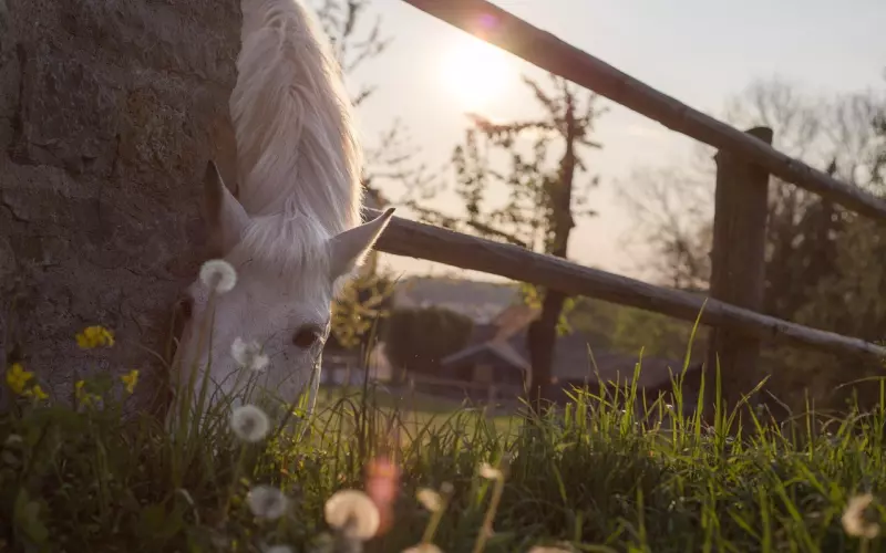花镇情感：好马到底要不要吃回头草
