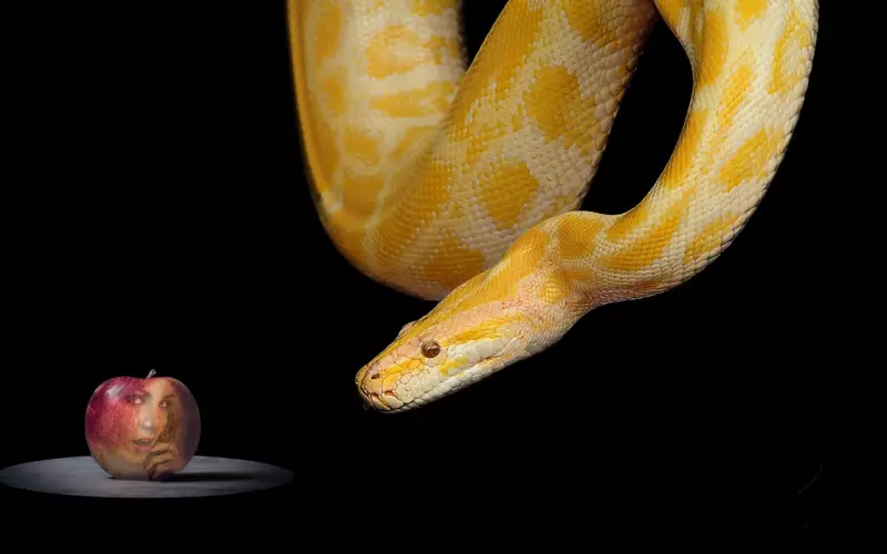 对于出轨的老公，妻子要懂得利用“禁果效应”