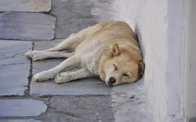 余生，我累了也懂了。
