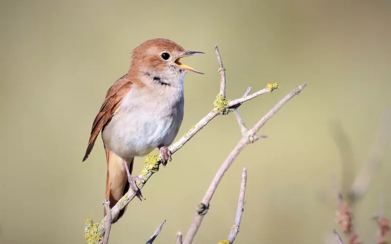 免费鉴定，美妙的陷阱