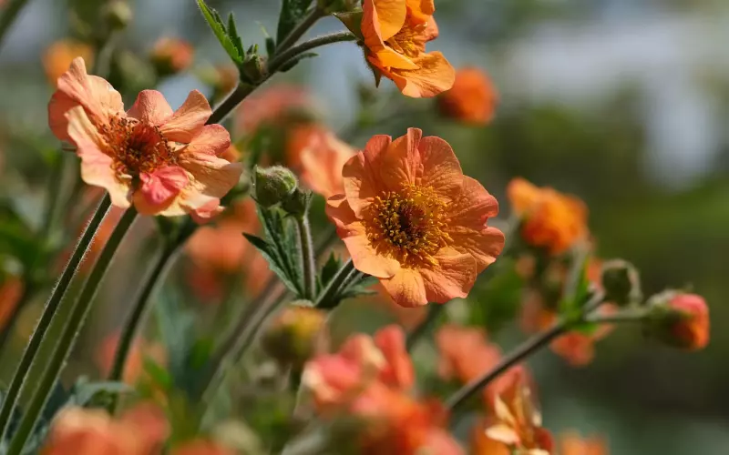 从今起，只想做个傻子