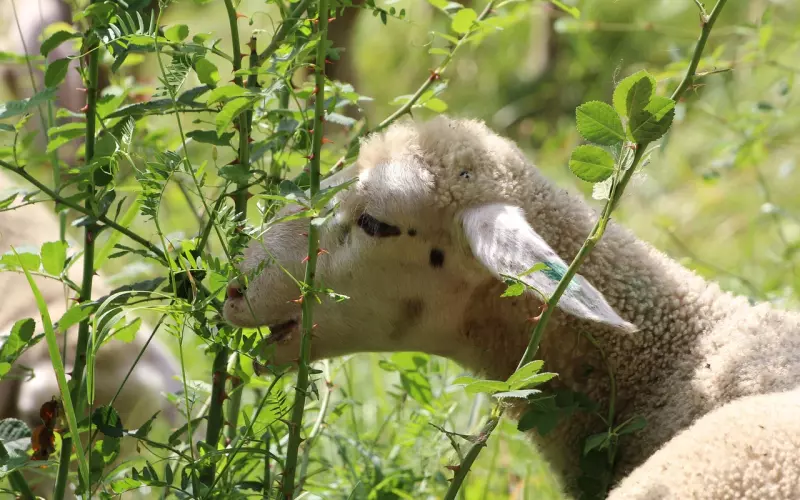 挽回白羊男：只需这三步，让白羊男重新爱上你