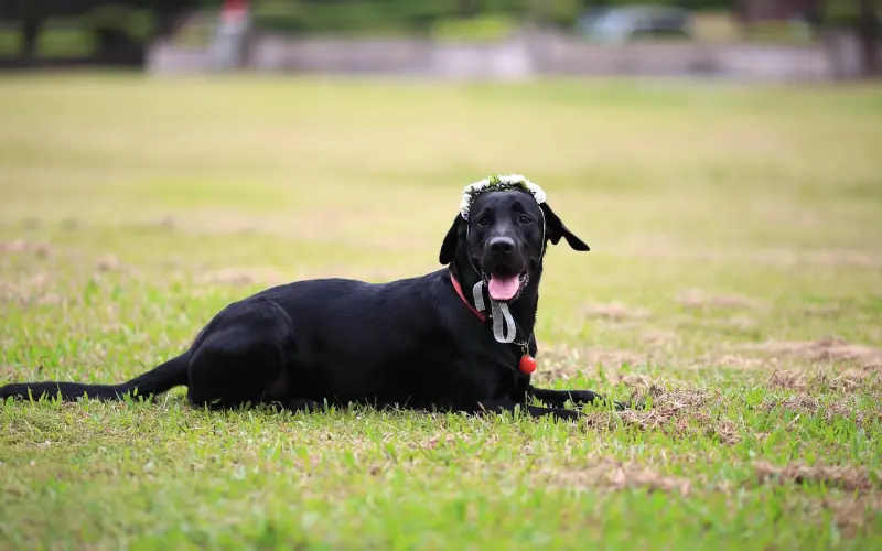 结婚要趁早，父母等不了！对不起！百合网又让爸妈来逼婚了