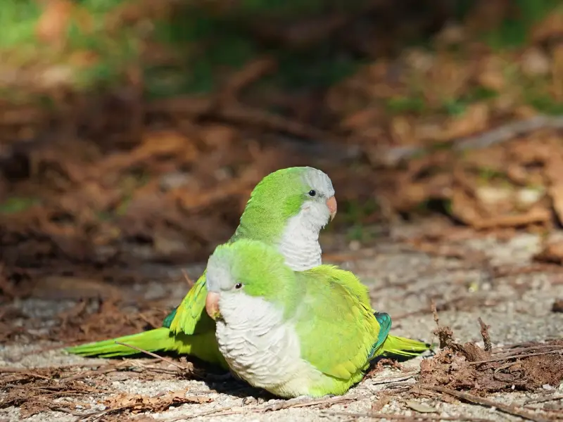 挽回前任|失恋后你得了“得不到的就是最好的”病么？